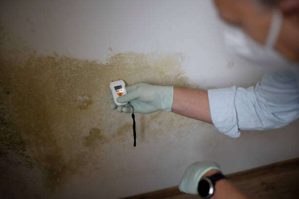 Best Emergency Mold Removal  in USA